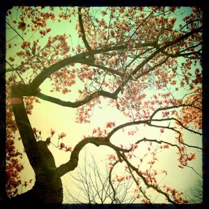 Ode to Joy